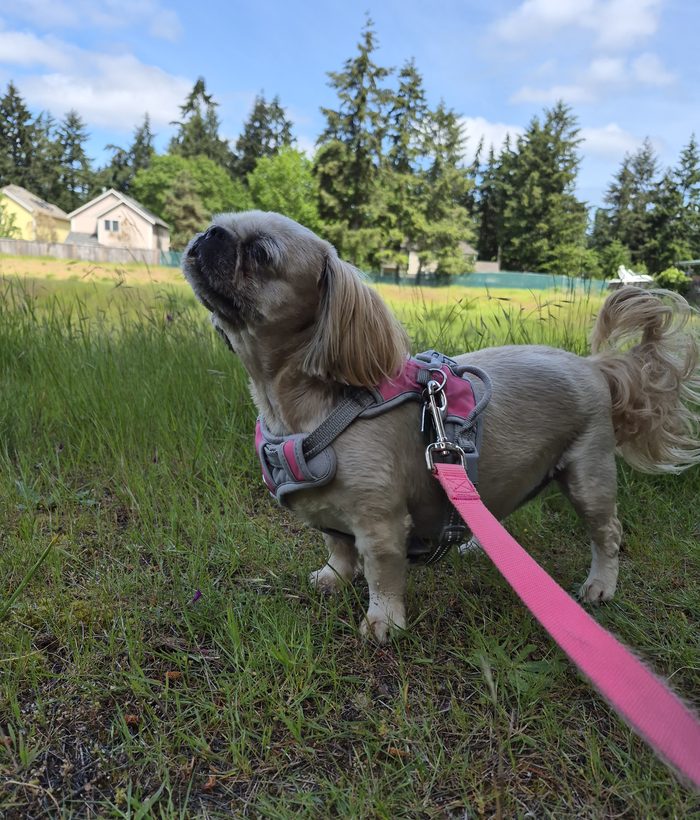 A small pup in a pink harness on a walk in the grass
