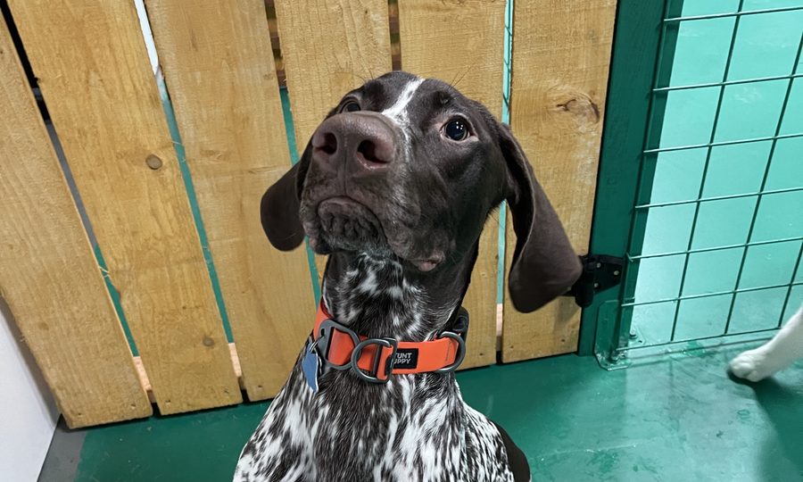 A German shorthaired pointer sitting by a play-area gate