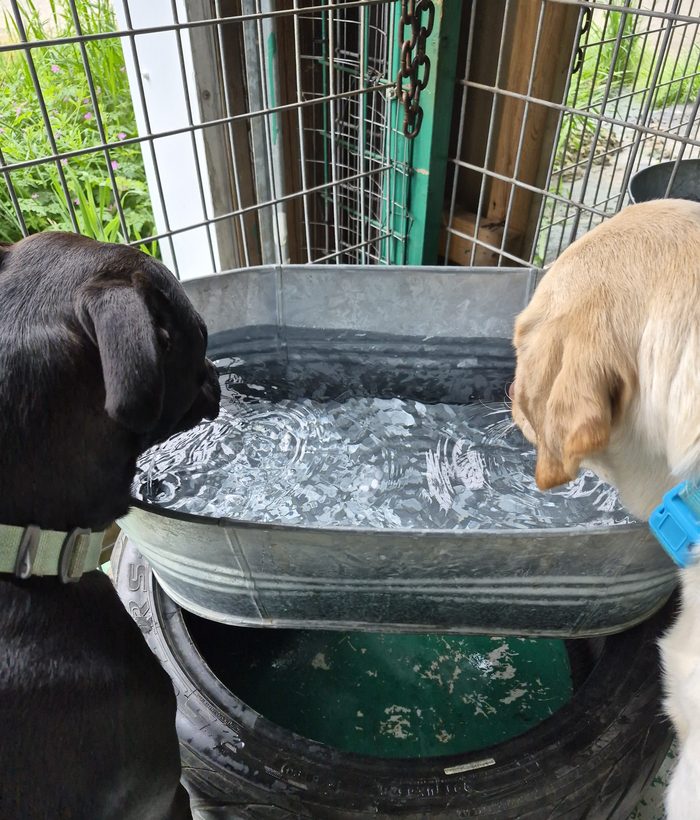 Two pups drinking from a big tub of fresh water