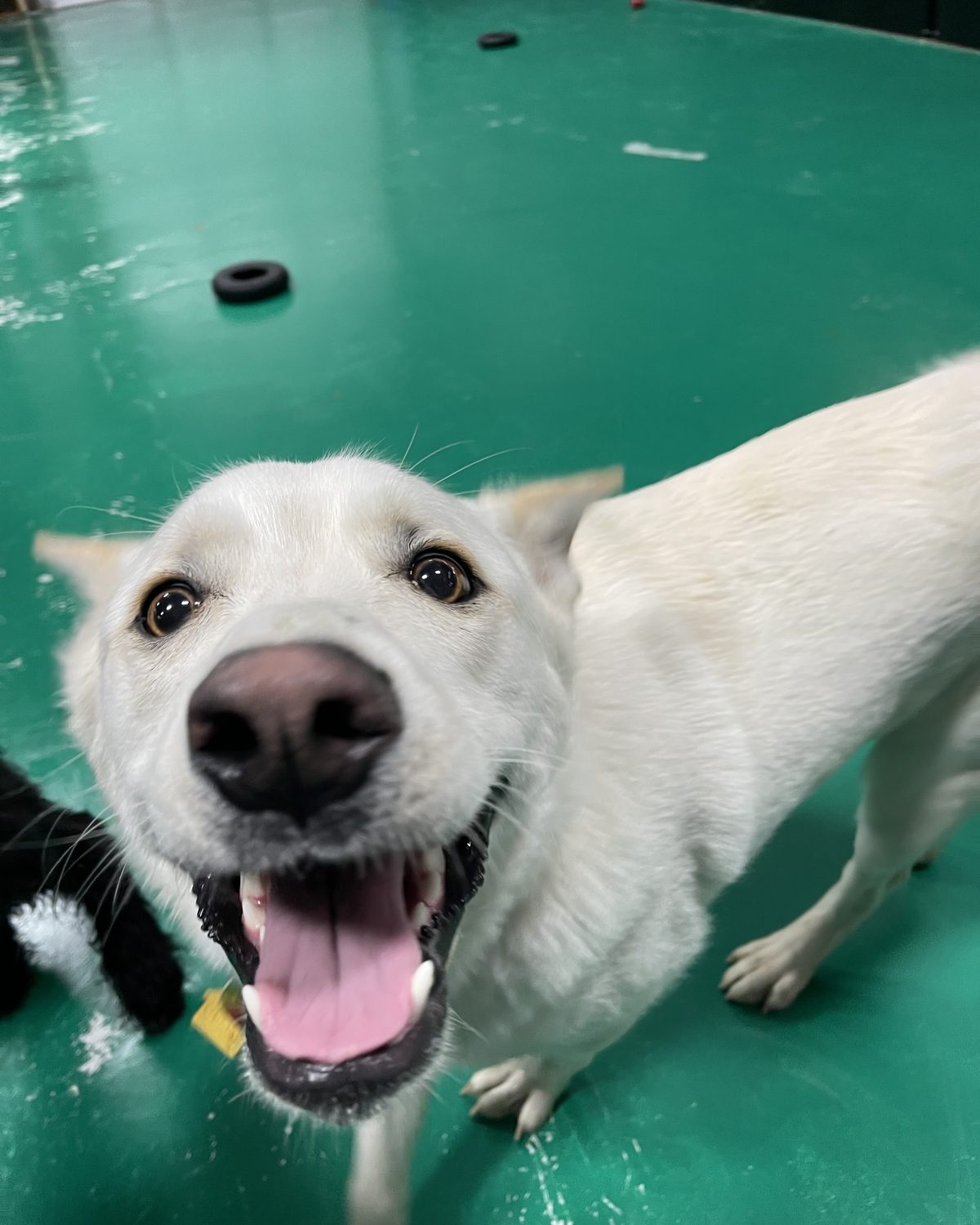 A grinning white pup on the green play floor at Bark Yes!