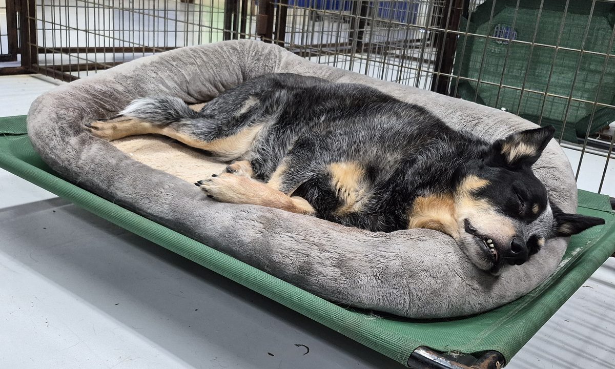 A pup fast asleep on a cushioned bed atop an elevated cot at Bark Yes!