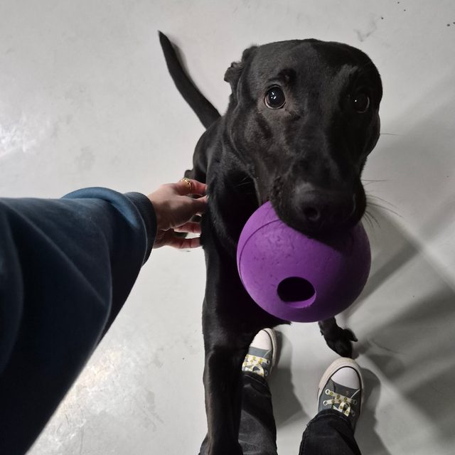A black pup bringing a purple ball to a team member for playtime