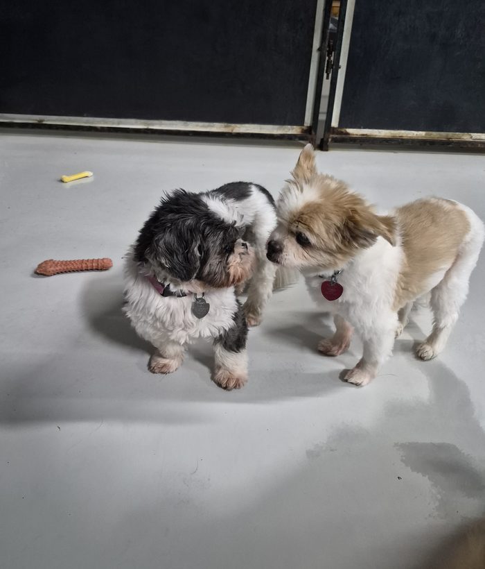 Two small pups sniffing hello in the small-dog play area