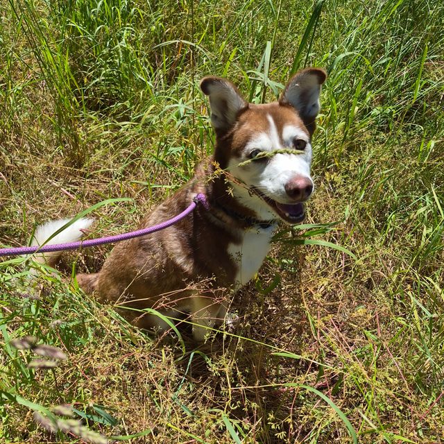 A husky mix smiling on a leashed walk through tall summer grass