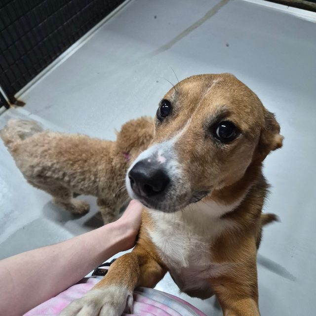 A tan pup leaning in for chin scratches from a team member