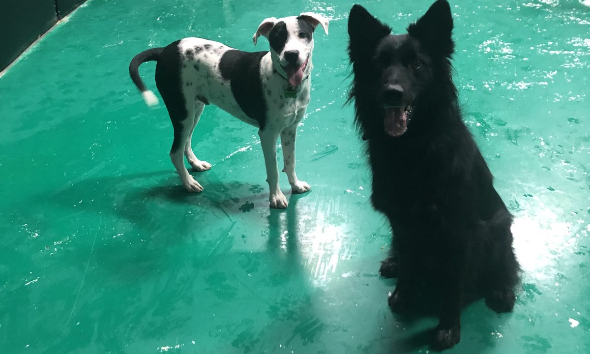 Two daycare pups hanging out in the Bark Yes! play area