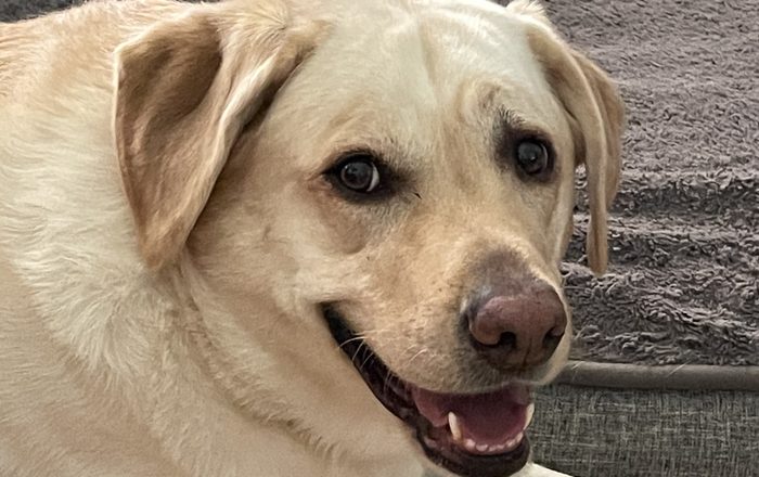 Sadie Mae, Chasity C.’s yellow Lab, smiling