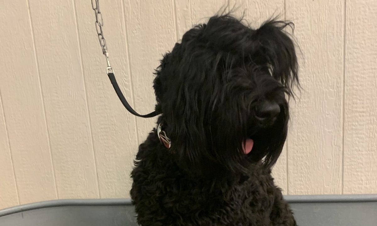 A shaggy black dog waiting in the Bark Yes! wash tub