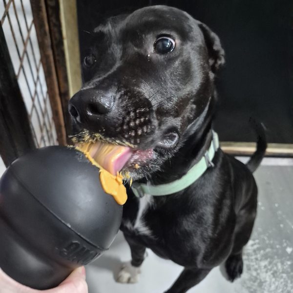 A pup licking peanut butter from a Kong