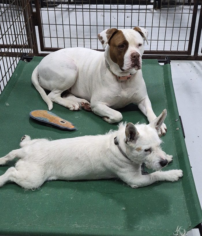 Two white pups resting together on an elevated cot