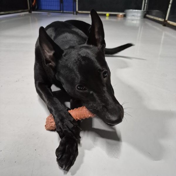 A black pup chewing a treat on the play floor