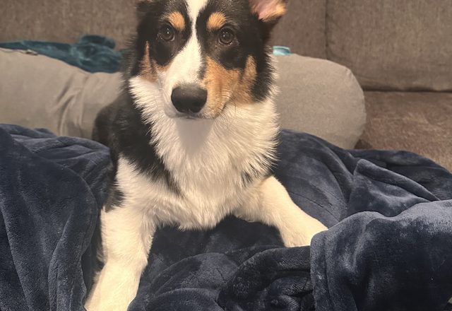 Jax the corgi, from Kimmy’s Google review