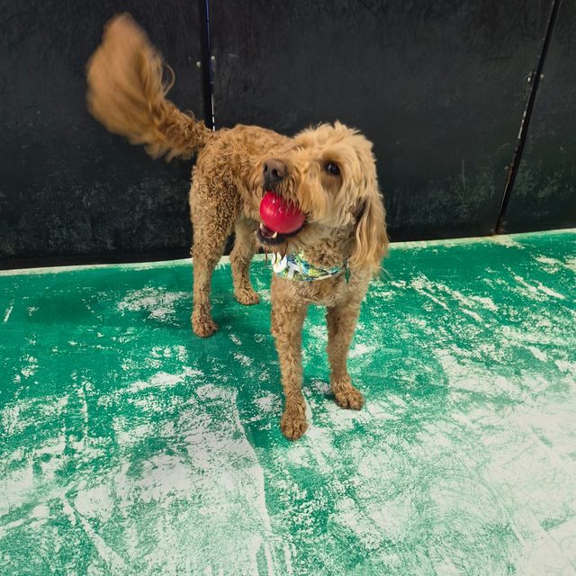 A doodle in a bandana showing off a red ball on the green play floor