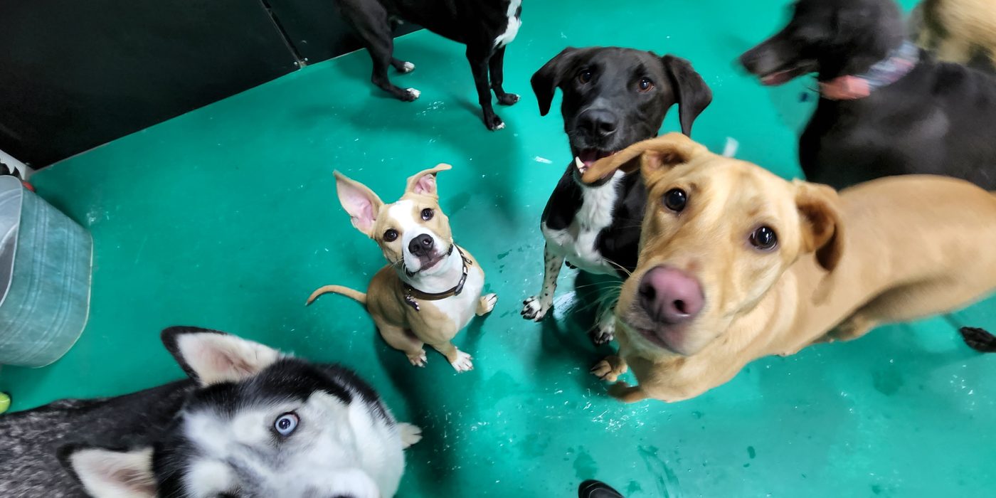 A pack of Bark Yes! pups gathered around a staff member