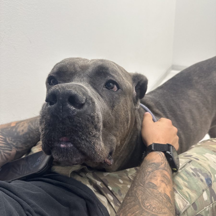 Biggie, Caitlin L.’s Cane Corso, getting cuddles